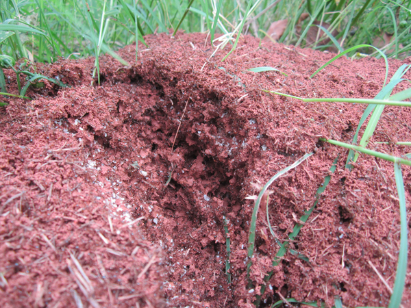 公園、社區(qū)、校園等公共場(chǎng)所進(jìn)行有效紅火蟻防制